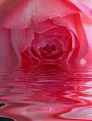 Bulgarian rose floral facial toner 100% pure water hydrosol face skin body 32 oz